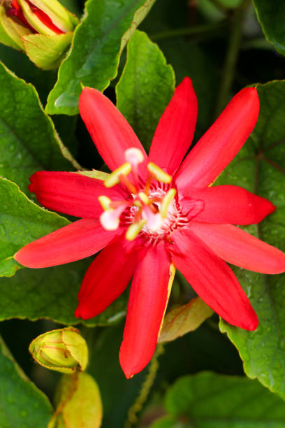 istock Red passion fruit flower, Red passiflora coccinea 1324662170