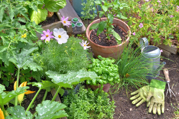 istock aromatic plants and vegetable  with gardening tools 1324662667