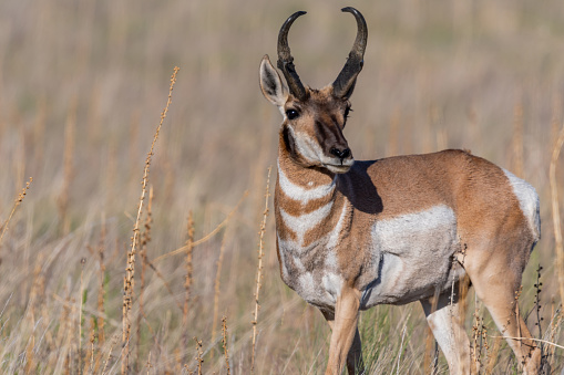 Artiodactyl mammal chilling in green pasture of the preserve park