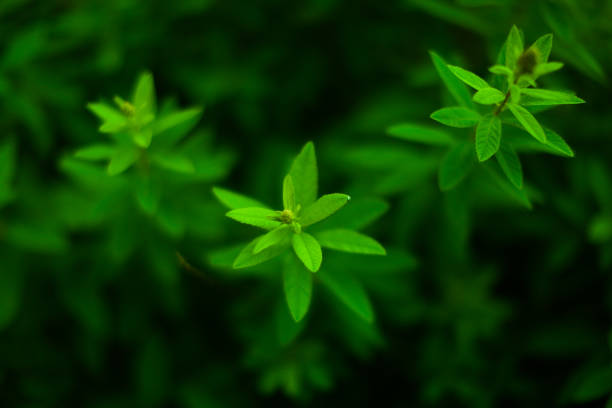 istock Green leaves texture. Natural summer background. 1324665712