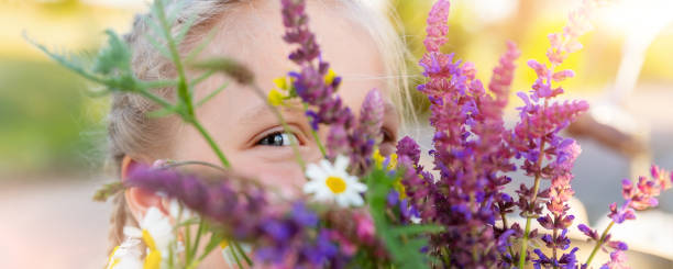 Close-up portrait of little cute caucasian blond kid girl peeking and hiding holding bouquet of salvia sage wild flowers walking at grass meadow outdoors summer day. Young female person wildflowers. retrato en primer plano de la pequeña niña rubia caucásica linda asomando y escondiéndose sosteniendo ramo de flores silvestres salvia salvia caminando en el prado de hierba al aire libre día de verano. flores silvestres femeninas jóvenes