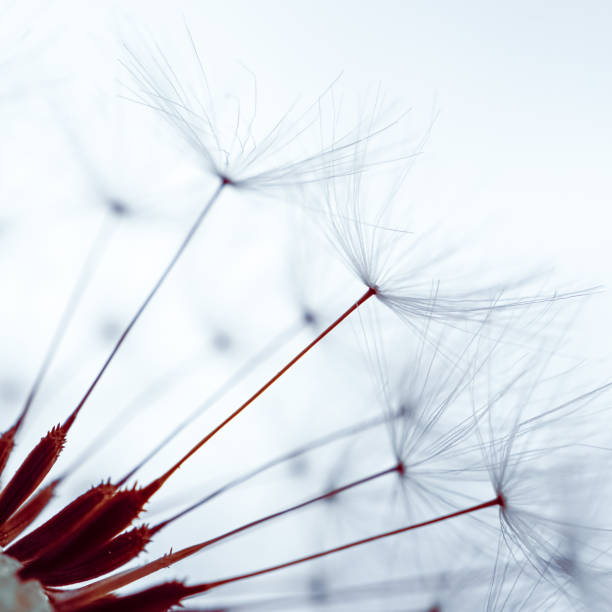 istock romantic dandelion flower in springtime, macro dandelion seed 1324667658