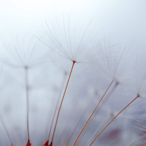 istock romantic dandelion flower in springtime, macro dandelion seed 1324667660