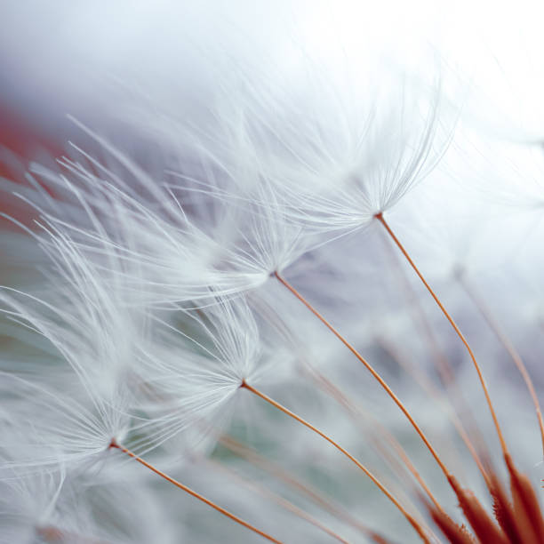 istock romantic dandelion flower in springtime, macro dandelion seed 1324667662