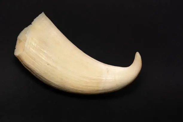 Sperm Whale tooth isolated on black background, whale teeth were commonly puchased from Cheyne Beach Whaling Station before its close in 1978. Albany Western Australia.