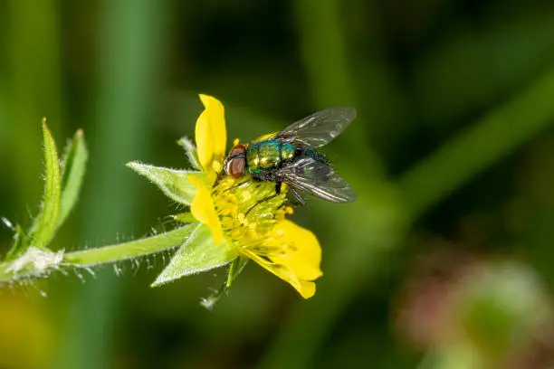 Detail of a blowfly sitting on yellow flower against a dark green background