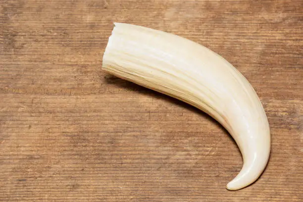 Sperm Whale tooth isolated on natural woodgrain background, whale teeth were commonly puchased by tourist from Cheyne Beach Whaling Station before its close in 1978. Albany Western Australia.