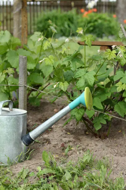 metal watering can against the background of small grape bushes near the gazebo in the yard