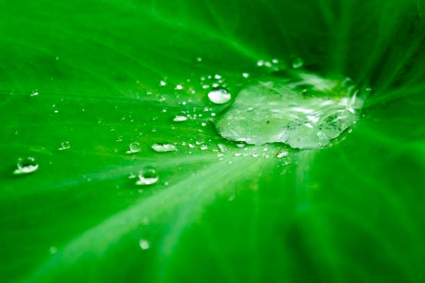 istock Close up Rain drops on Green Tree leaves. Water Raindrops on green plants leaf. Abstract texture pattern. Nature background. Beautiful Summer Monsoon rainy season Stock Photo. 1324671925