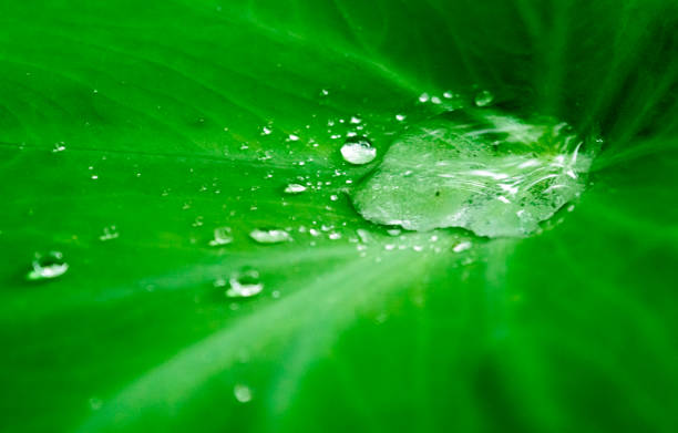 istock Close up Rain drops on Green Tree leaves. Water Raindrops on green plants leaf. Abstract texture pattern. Nature background. Beautiful Summer Monsoon rainy season Stock Photo. 1324671941