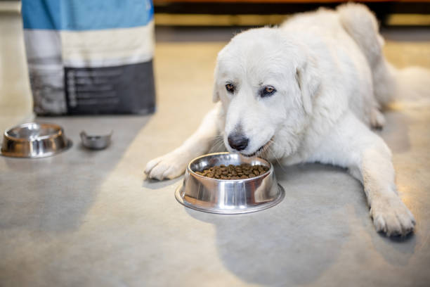 istock Dog eats dry food from a bowl 1324671973