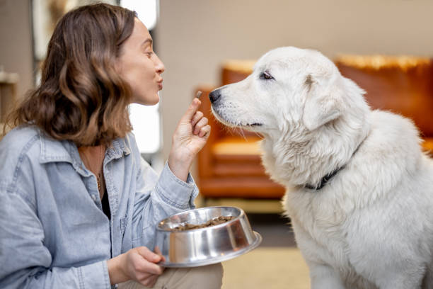 женщина кормит собаку сухой пищей - food dry pets dog стоковые фото и изображения