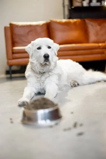 Photo of Dog with dry food at home