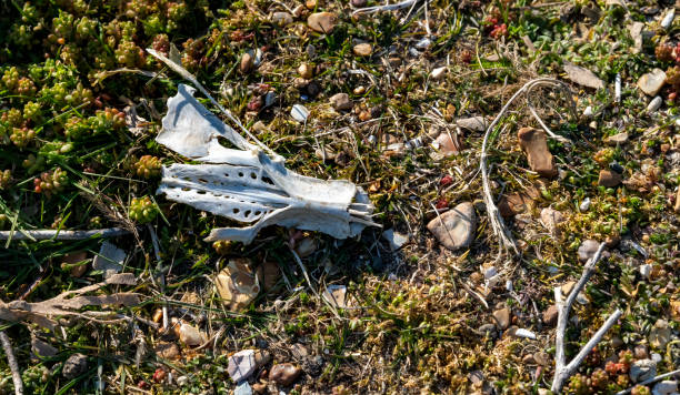 Deer skull on Snettisham beach, Norfolk, England,
