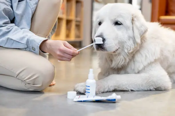 Photo of Dog ready for teeth brushing