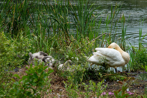 Close-up of a baby Black Swan