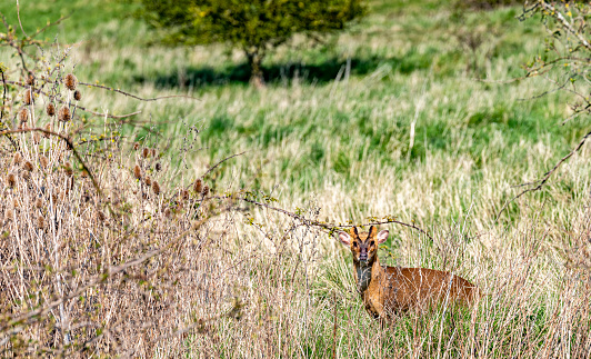Muntjac deer foraging in the scrub near Snettisham beach, Norfolk.