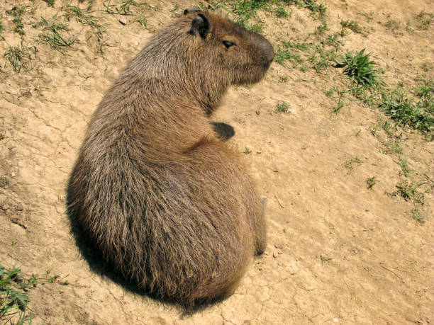 istock The water pig sits on the ground 1324673798