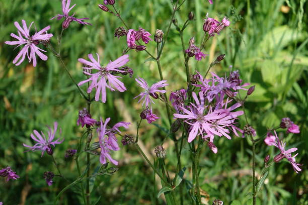 istock Wildflowers during springtime in The Netherland 1324674845
