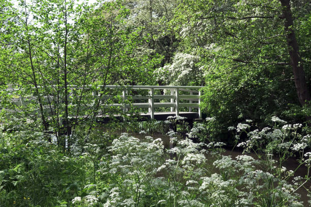 istock Wildflowers during springtime in The Netherland 1324674853