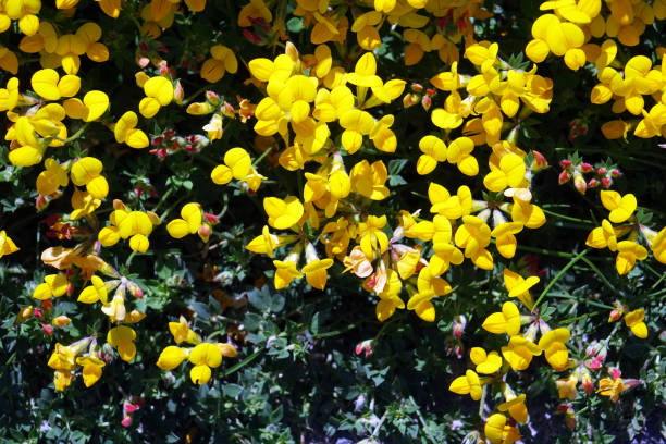istock Wildflowers during springtime in The Netherland 1324674868