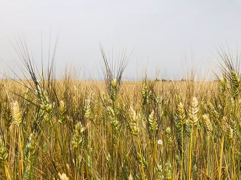 Atmospheric summer grain background