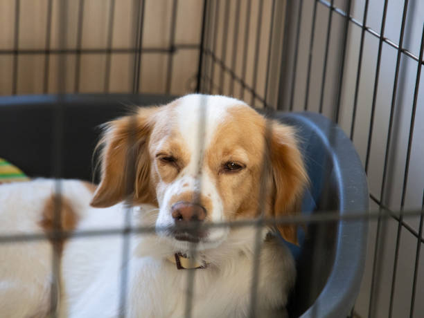 istock Cute kokoni dog poses for camera 1324675949