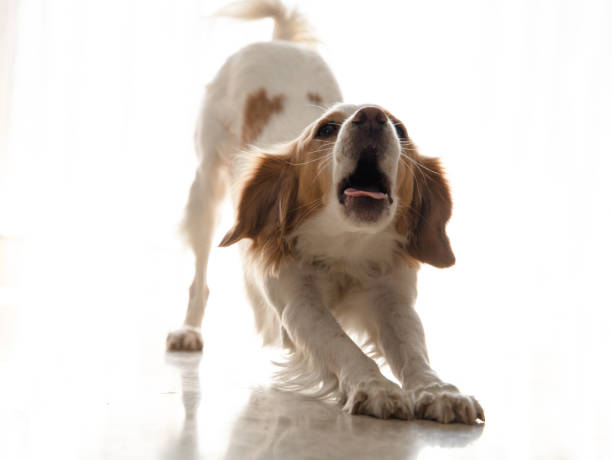 istock Cute kokoni dog poses for camera 1324676063