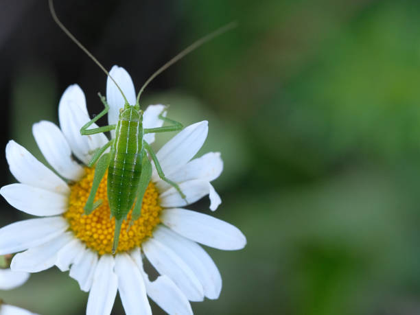 istock A green grasshopper is sitting on a chamomile. Macro. The background is green, blurred. 1324677924