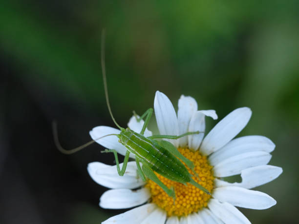 istock A green grasshopper is sitting on a chamomile. Macro. The background is green, blurred. 1324677971