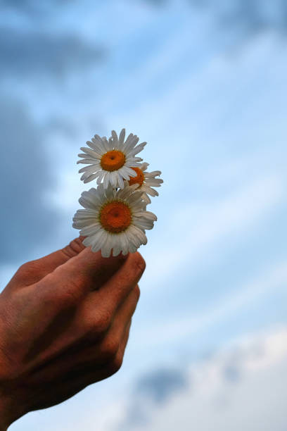 istock Male hand holding chamomile closeup. Blue background, blurred. 1324677978
