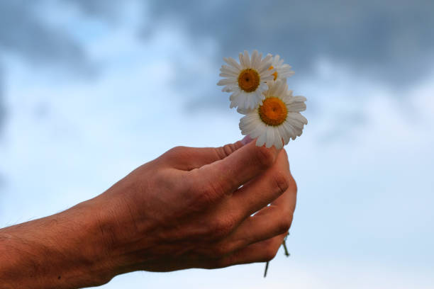 istock Male hand holding chamomile closeup. Blue background, blurred. 1324678006