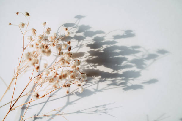 istock Baby's breath gypsophila on white background with shadow 1324678017