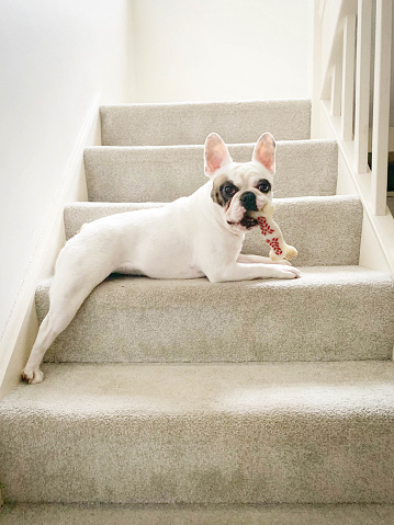 Dog chewing bone on the staircase and blocking the way