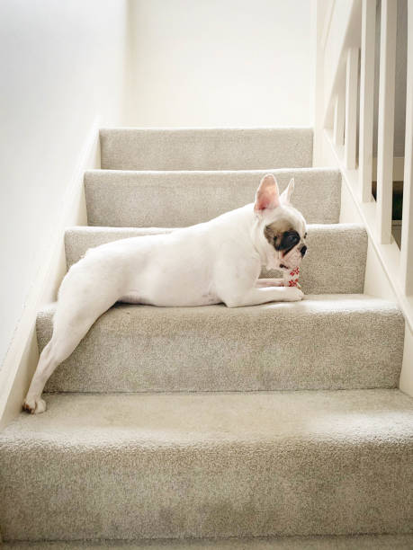 istock French bulldog chewing dog done on  the staircase 1324678119