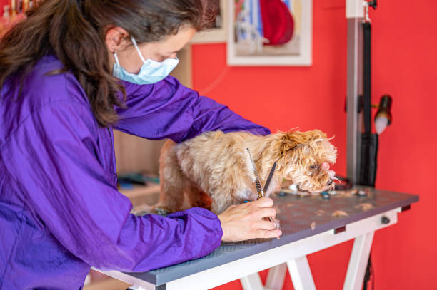 istock Cute puppy at a dog groomer 1324678954