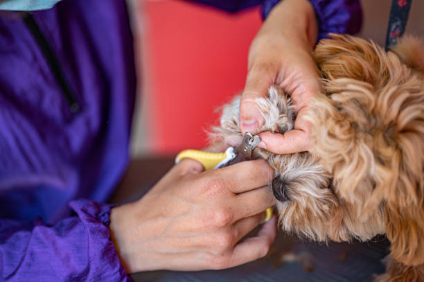 istock Cute puppy at a dog groomer 1324679302