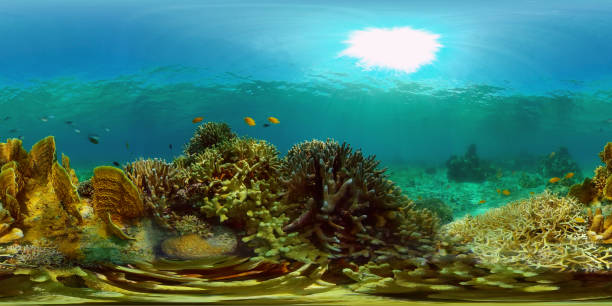 istock Coral reef and tropical fish underwater. Philippines. 360-Degree view 1324679381