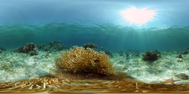 istock Coral reef and tropical fish underwater. Philippines. 360-Degree view 1324679516