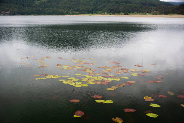 istock leaves and reeds on still water surface 1324679548