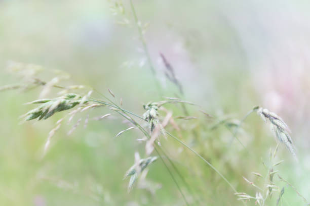 istock Nature background with wildgrass under sunlight. Selective and soft focus. Plant background. 1324679705