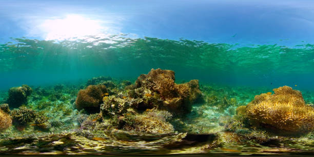 istock Coral reef and tropical fish underwater. Philippines. Virtual Reality 360 1324679770