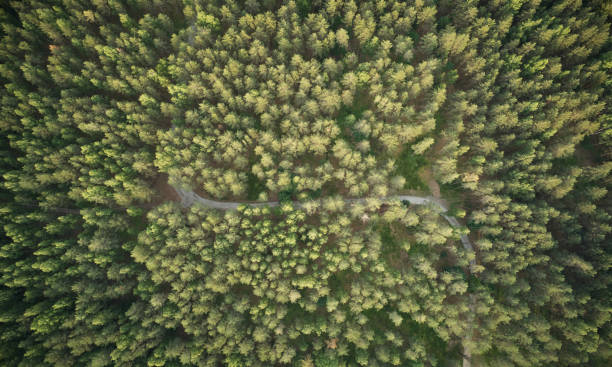 istock Rural road in forest at sunset time 1324679882