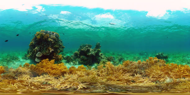Coral reef and tropical fish. Philippines. 360-Degree view