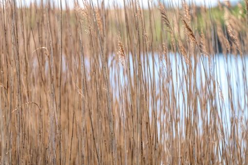 Reeds on a lagoon at Snettisham Nature Reserve.