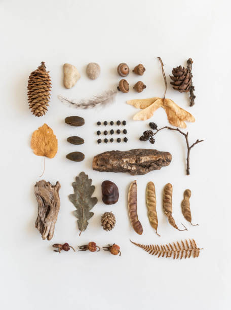 istock Flat lay autumn composition of various autumn forest materials. 1324682746