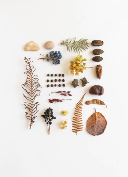 istock Flat lay autumn composition of various autumn forest materials. 1324682751