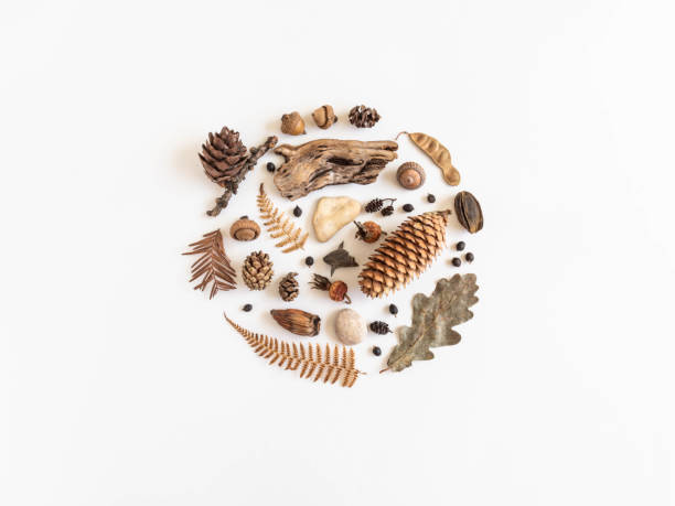 Flat lay round autumn composition. Collection of various fall forest materials.