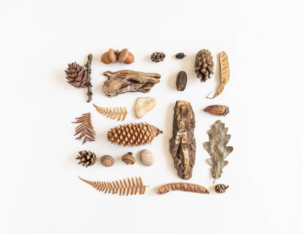 istock Flat lay autumn composition of various autumn forest materials. 1324682771