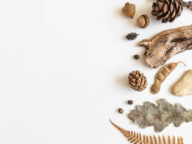 istock Flat lay autumn border of various autumn forest materials 1324682773